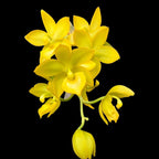 Cycnodes Super Swan #4 - large fragrant flowers