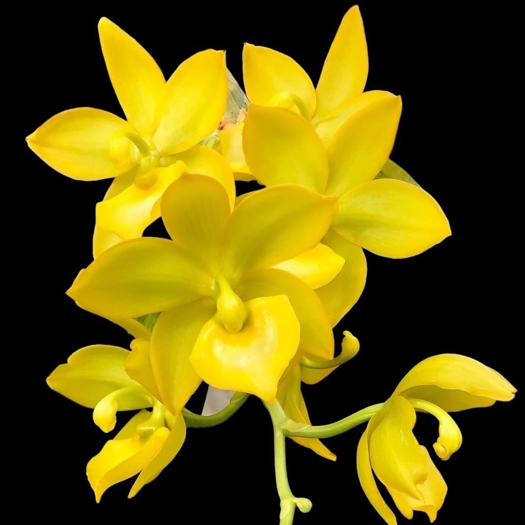 Cycnodes Super Swan #4 - große duftende Blumen