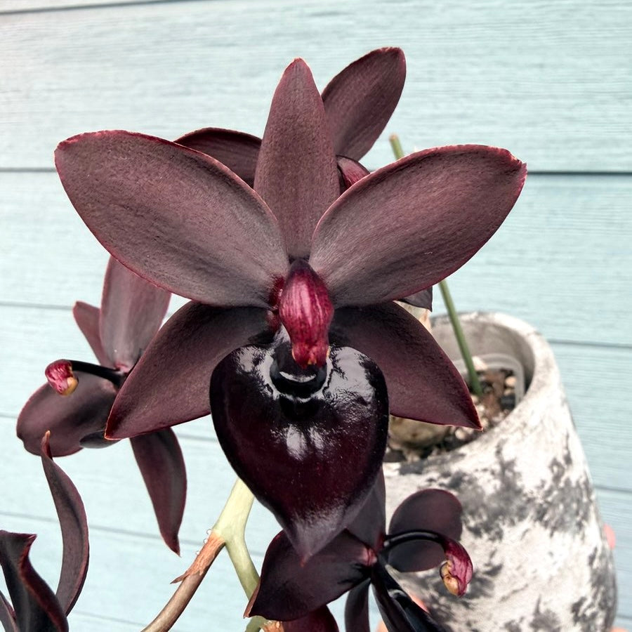 Cycnodes Taiwan Black Pearl - flori negre parfumate – Secret