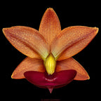 Cycnodes Taiwan Gold 'Orange'