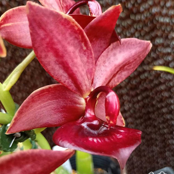 Cycnodes Taiwan Orange 'Ruby' - duftend