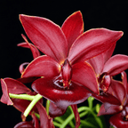 Cycnodes Taiwan Orange