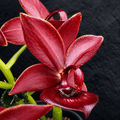 Cycnodes Taiwan Orange