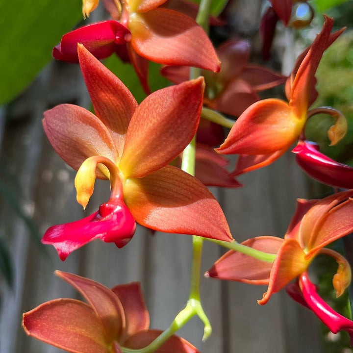 Cycnodes Taiwan Gold ‘Orange’