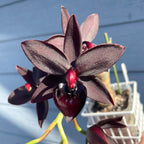 Cycnodes Taiwan Black Pearl 