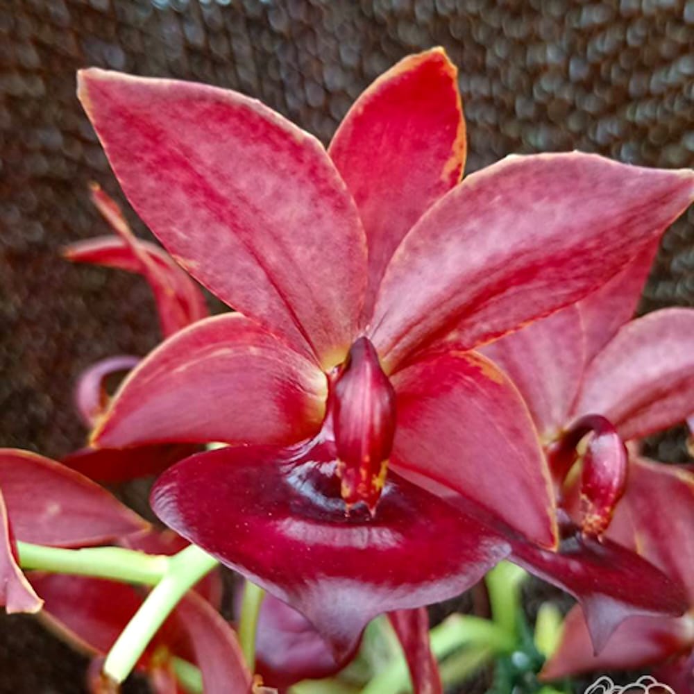 Cycnodes Taiwan Orange 'Ruby' - fragrant