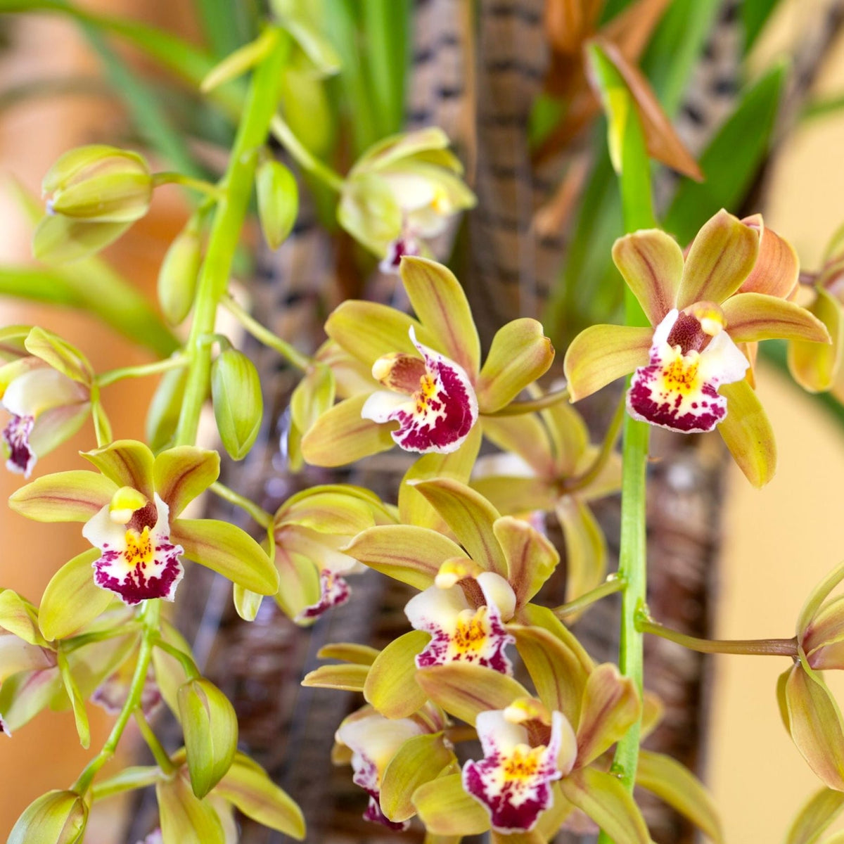 Cymbidium Argiro (curgator) – Secret Garden Plant Shop