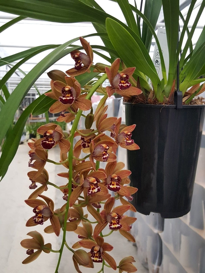 Cymbidium Indian Summer