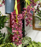 Cymbidium Ruby Turner 