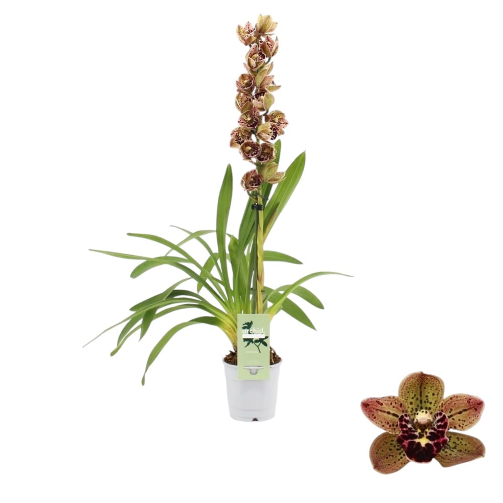 Cymbidium Vogel's Magic - fragrant