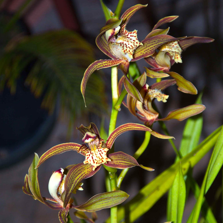 Cymbidium erythraeum