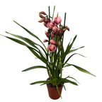 Cymbidium Khanebono 1