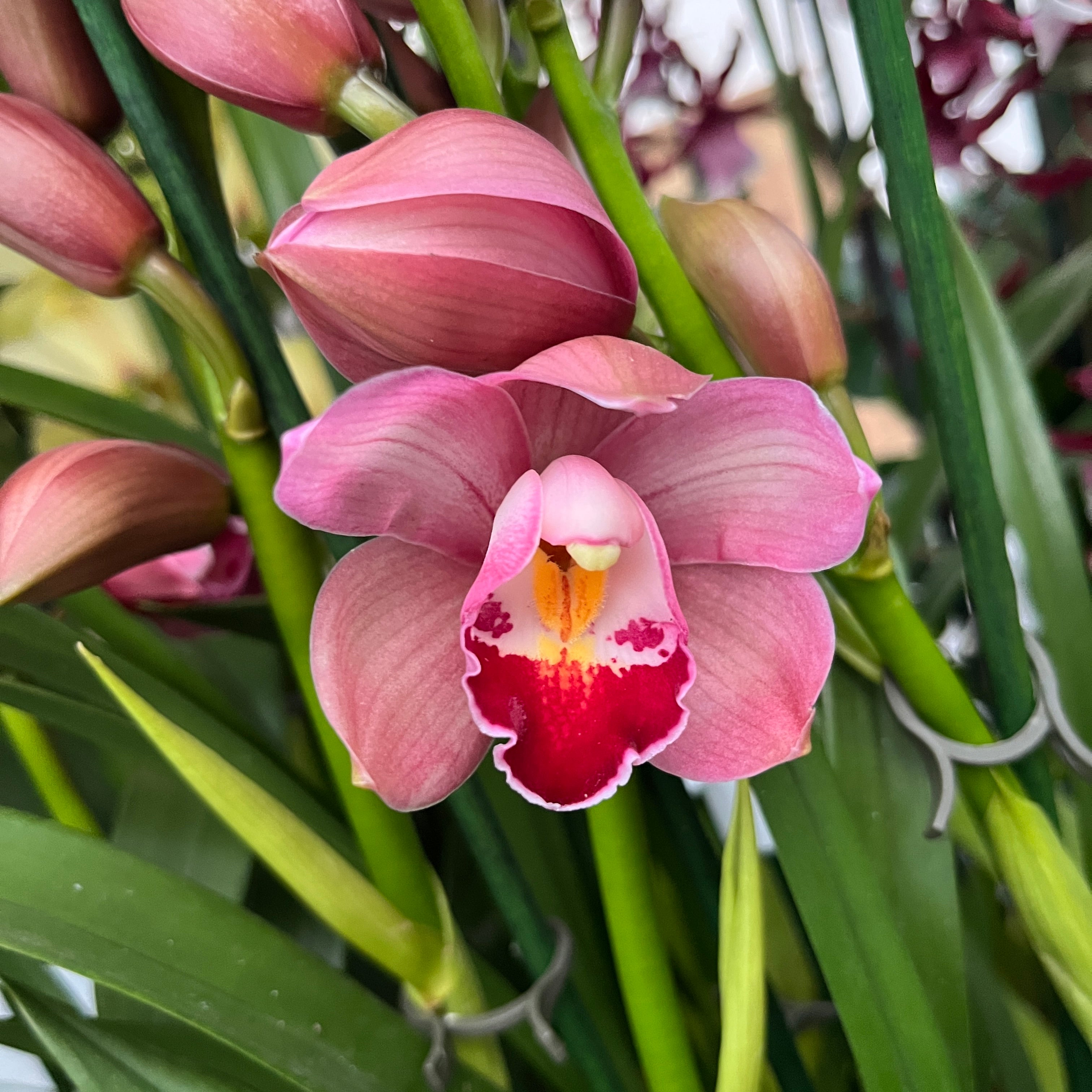 Cymbidium Khanebono cymbidium-khanebono