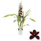 Cymbidium Cali Night 'Geyserland'