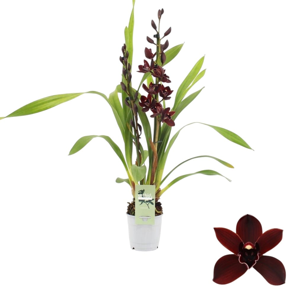 Cymbidium Cali Night 'Geyserland'