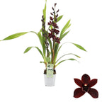 Cymbidium Cali Night 'Geyserland'