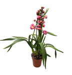 Cymbidium Chusanne