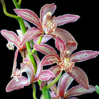 Cymbidium Enzan Knuckle 'Paulista' 