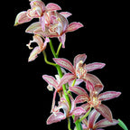 Cymbidium Enzan Knuckle 'Paulista' - spectaculos si parfumat