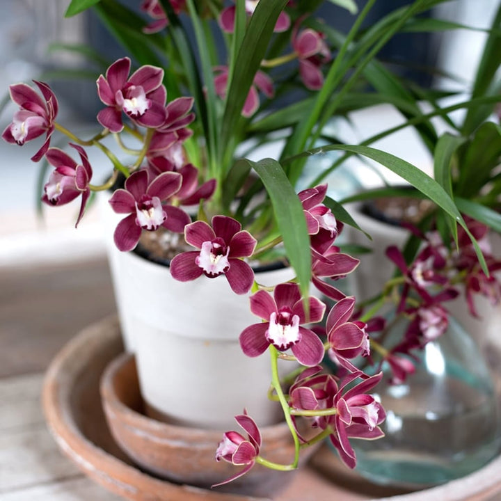 Cymbidium Fido