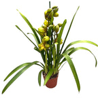 Cymbidium 'Greenflame'