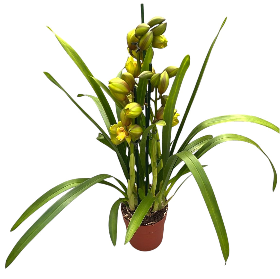 Cymbidium 'Greenflame'