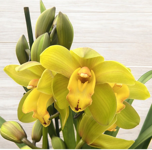 Cymbidium 'Greenflame'