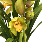Cymbidium 'Greenflame'