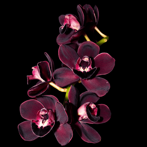 Cymbidium Kiwi Midnight