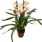 Cymbidium 'Leontine’