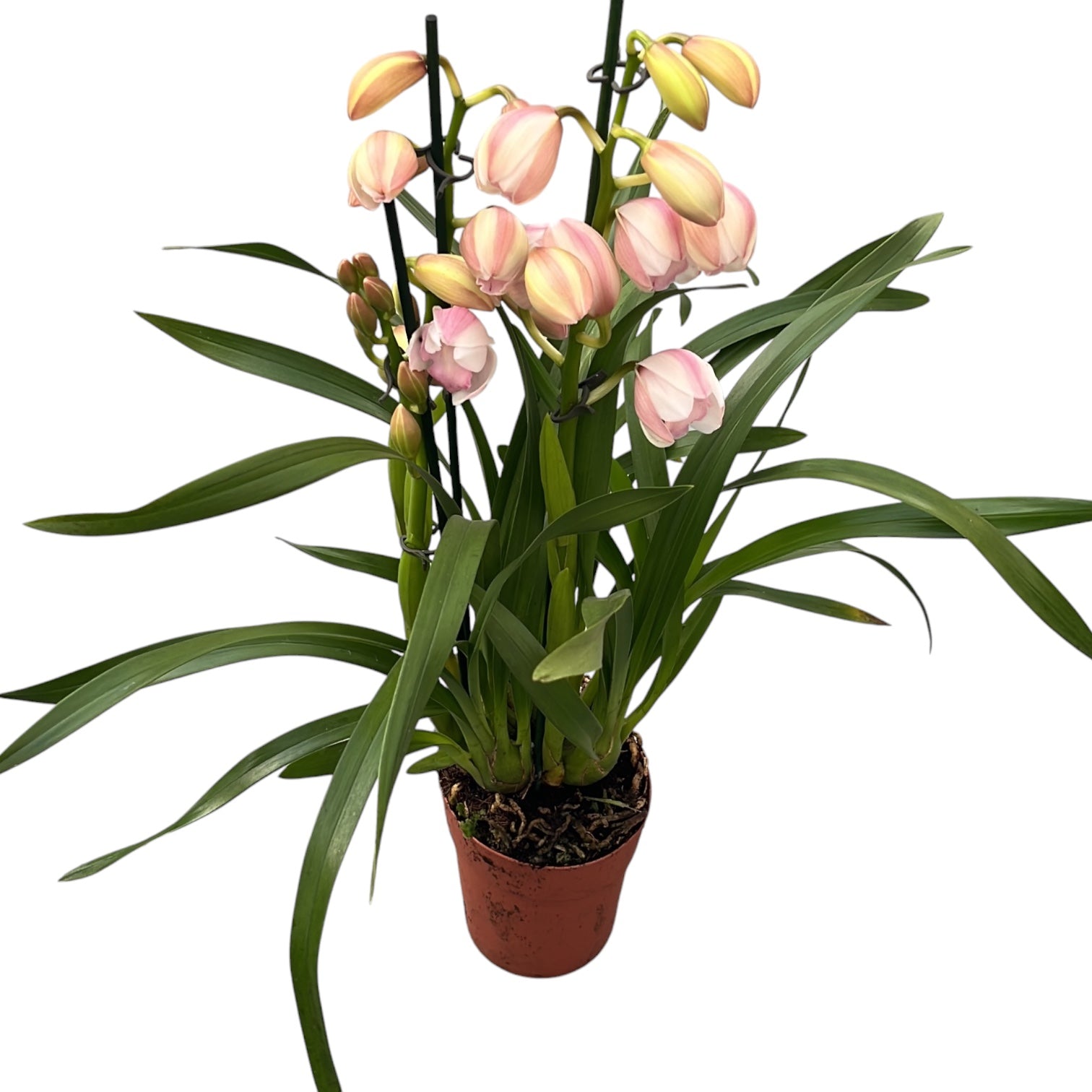 Cymbidium 'Leontine'