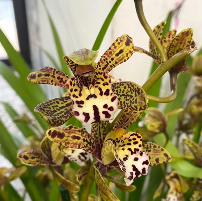 Cymbidium Magic Chocolate