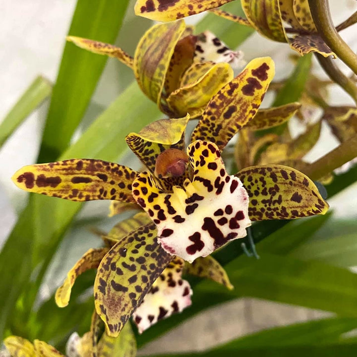 Cymbidium Magic Chocolate