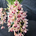 Cymbidium Mary Green (Mitalli)