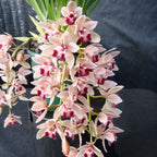 Cymbidium Mary Green (Mitalli)
