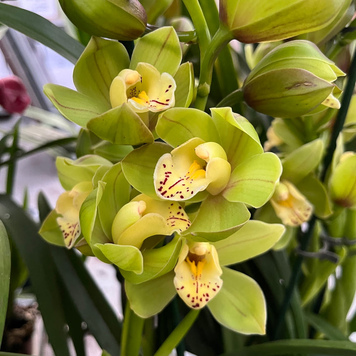 Cymbidium Paddy Green