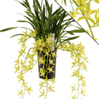 Cymbidium 'Pumilow' trailing
