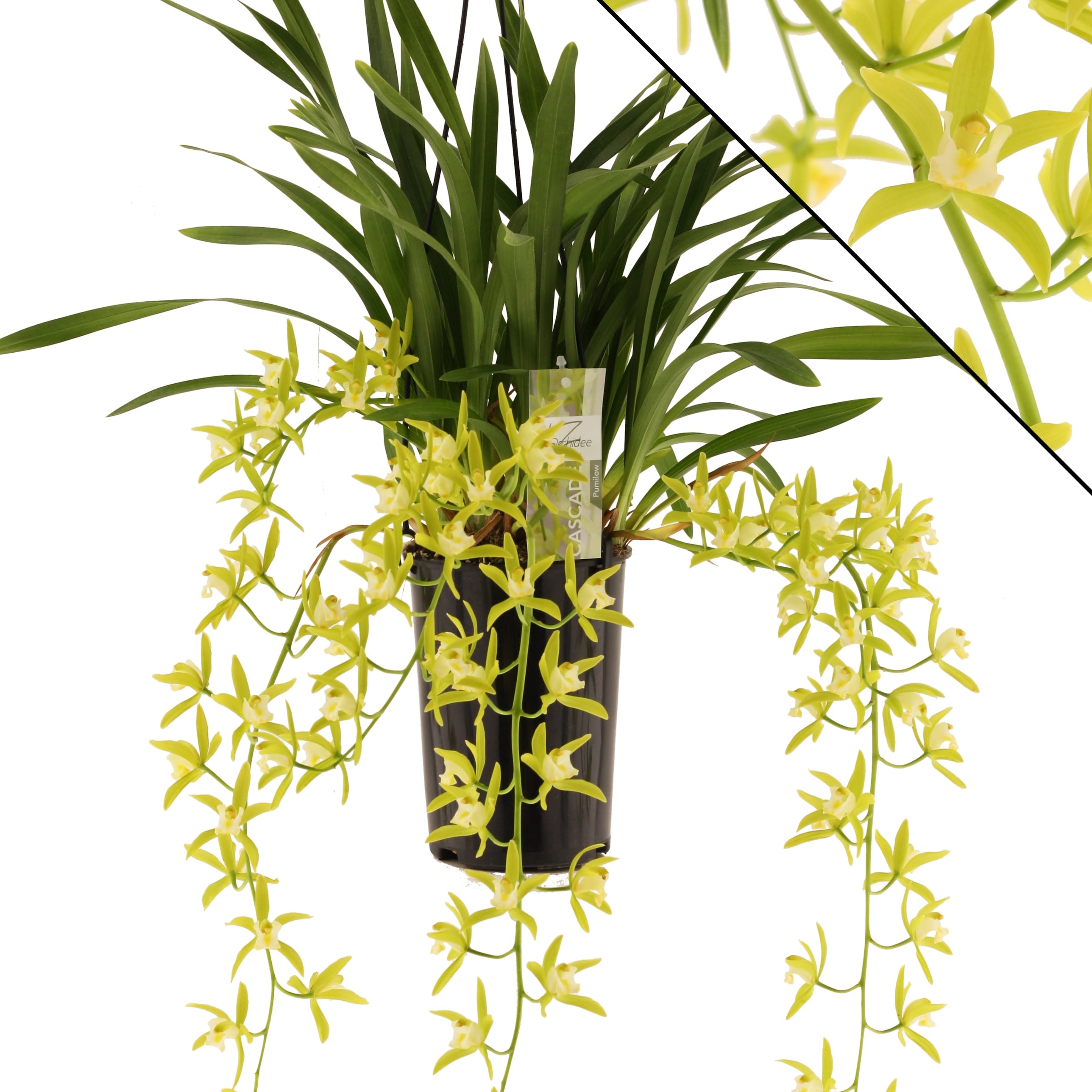 Cymbidium 'Pumilow' trailing