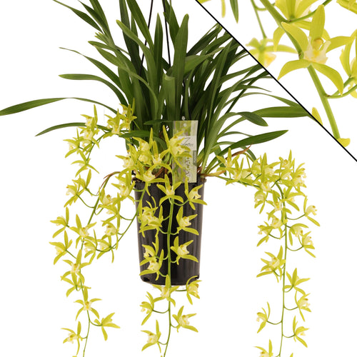 Cymbidium 'Pumilow' curgator