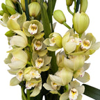 Cymbidium Sue Paddy