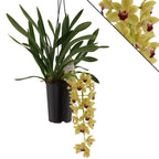 Cymbidium Winn 