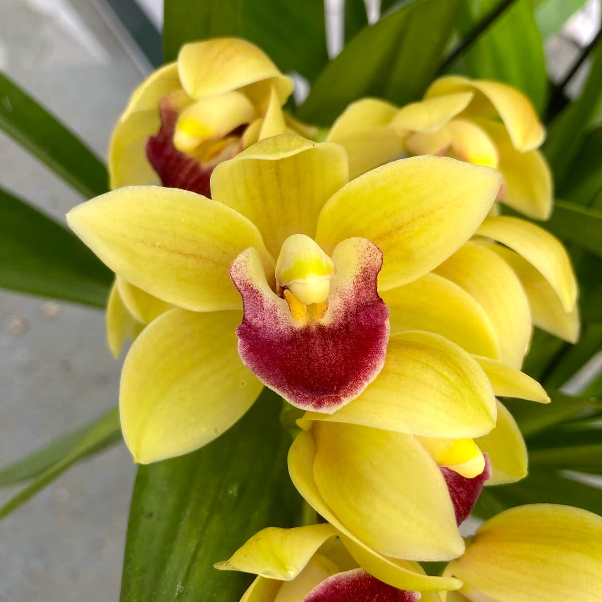 Cymbidium Winn (curgator)