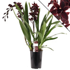 Cymbidium Cali Night 'Geyserland'