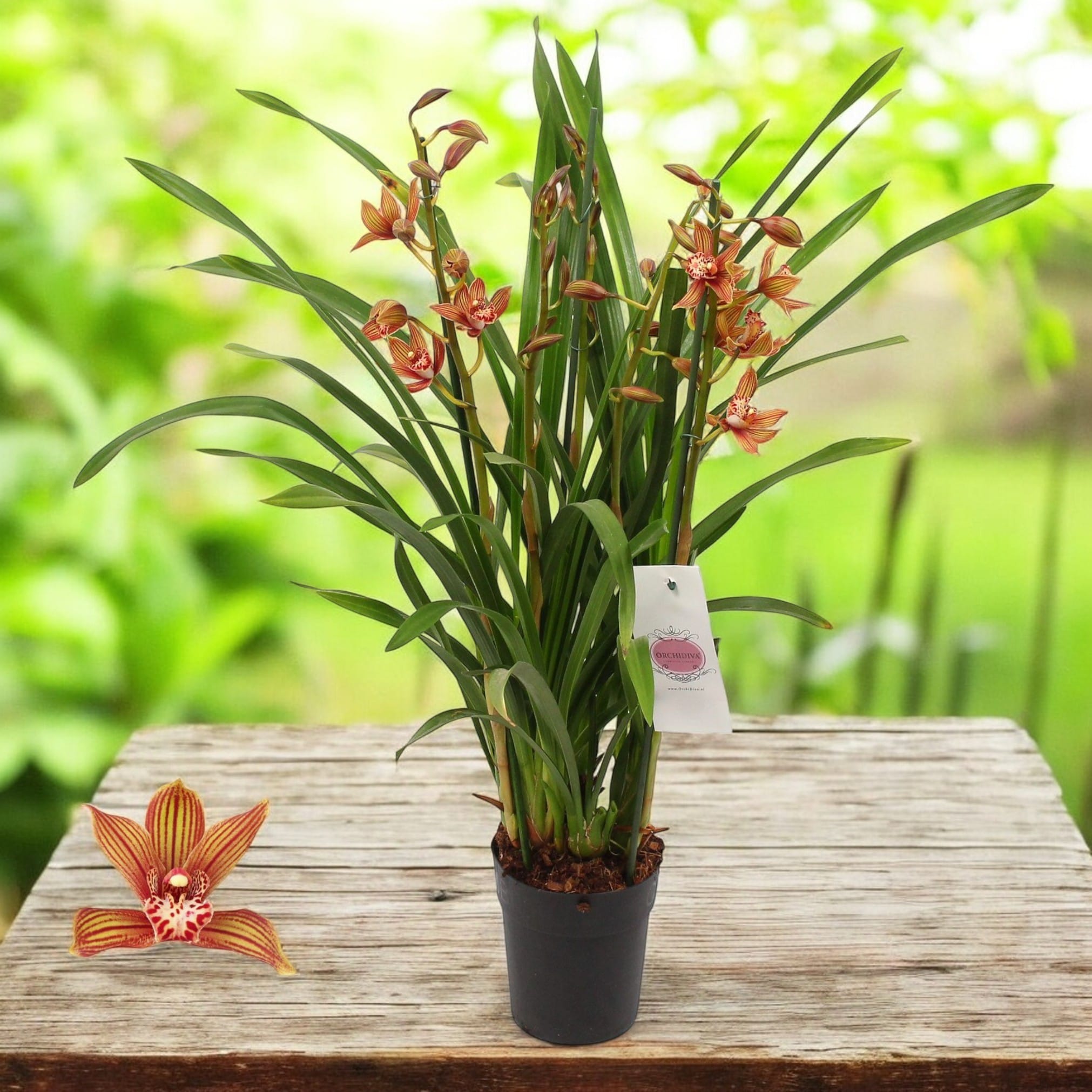 Cymbidium Claire - orhidee de colectie
