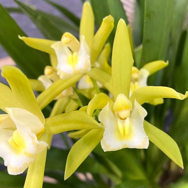 Fließendes Cymbidium 'Pumilow'