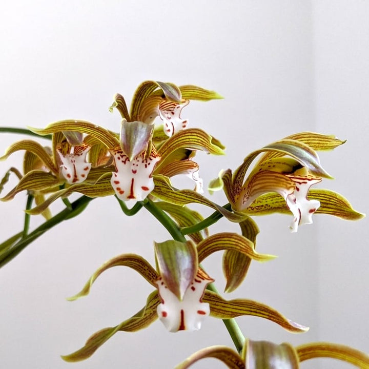 Cymbidium erythraeum