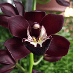 Cymbidium Kiwi Midnight
