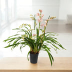 Cymbidium Enzan Knuckle 'Paulista' - spectaculos si parfumat