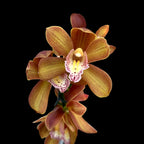 Cymbidium Petit Orange *fragrant