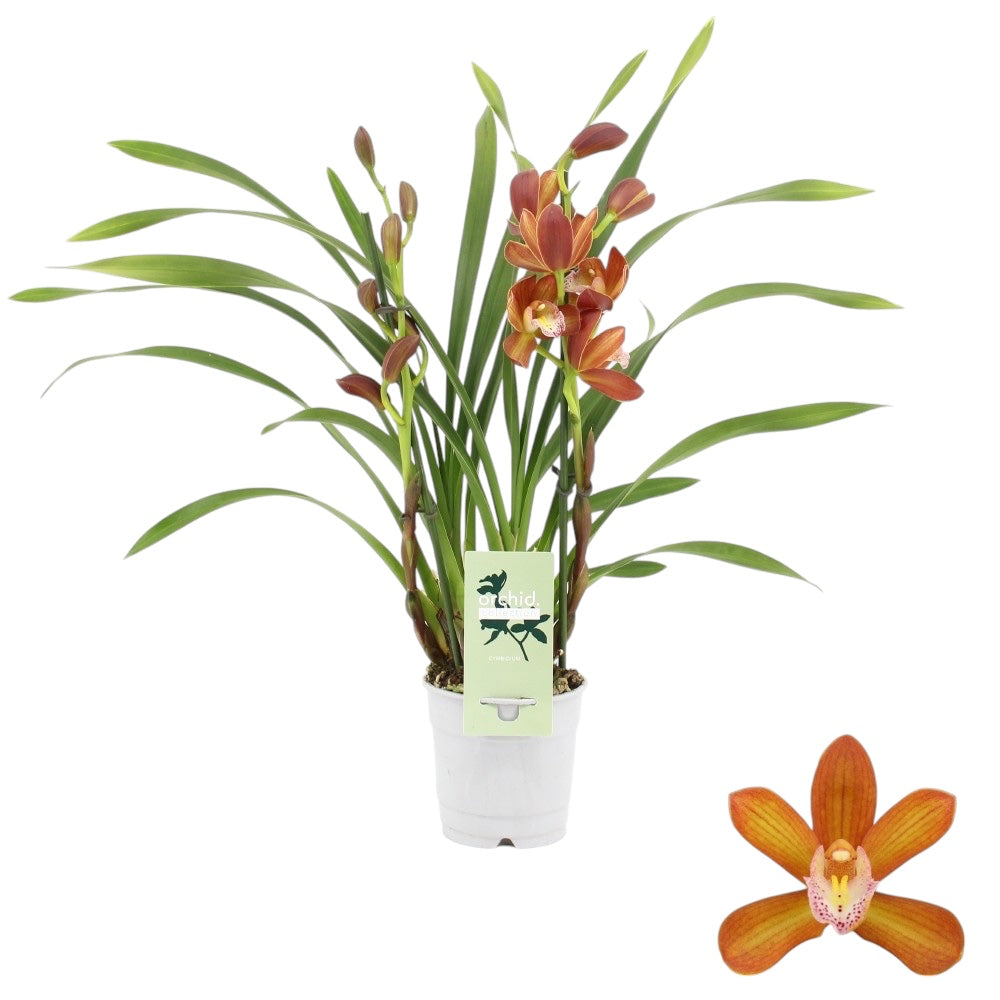 Cymbidium Petit Orange *fragrant